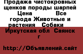 Продажа чистокровных щенков породы шарпей › Цена ­ 8 000 - Все города Животные и растения » Собаки   . Иркутская обл.,Саянск г.